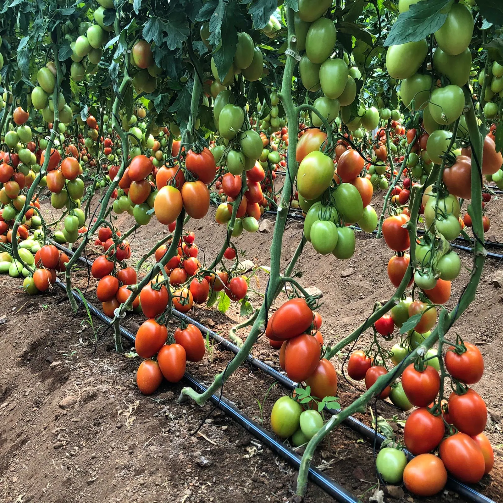 Tomate Indeterminado Strongton, imagen 1