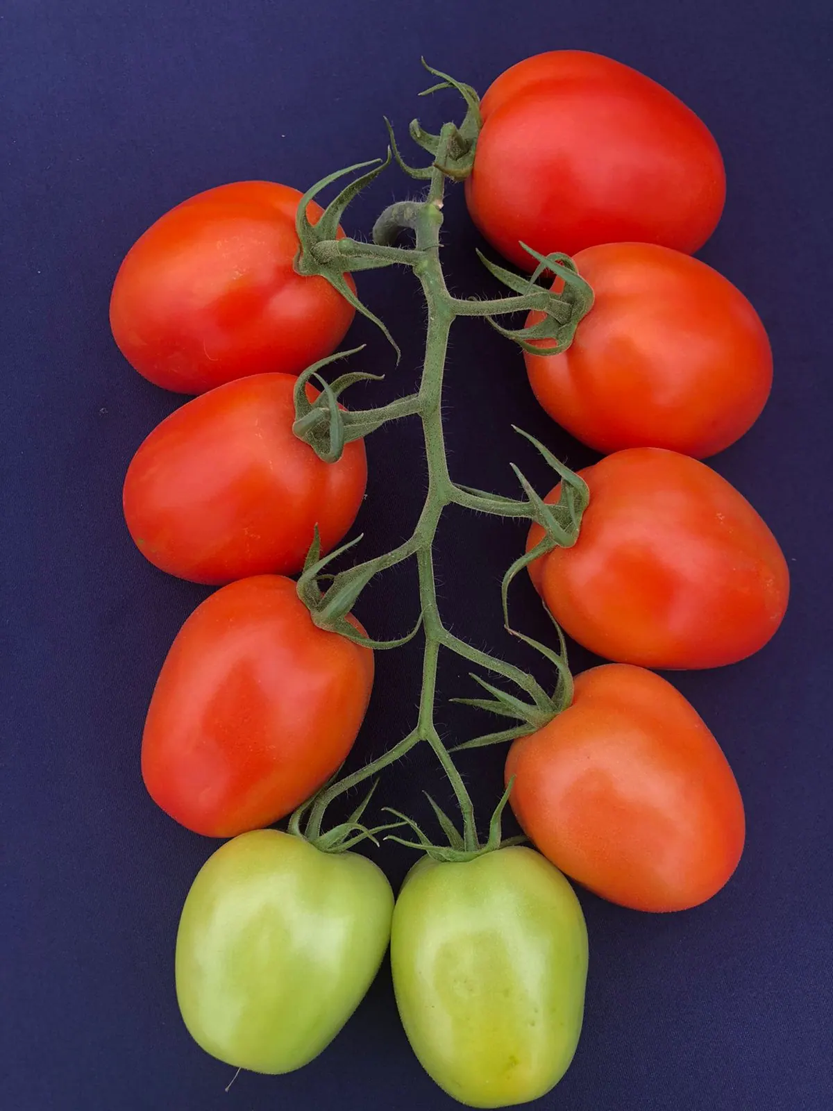 Tomate Indeterminado Strongton, imagen 4