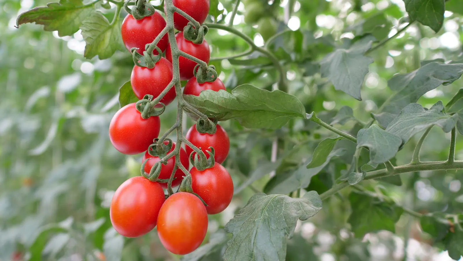 Tomate Grape Teenon, imagen 1