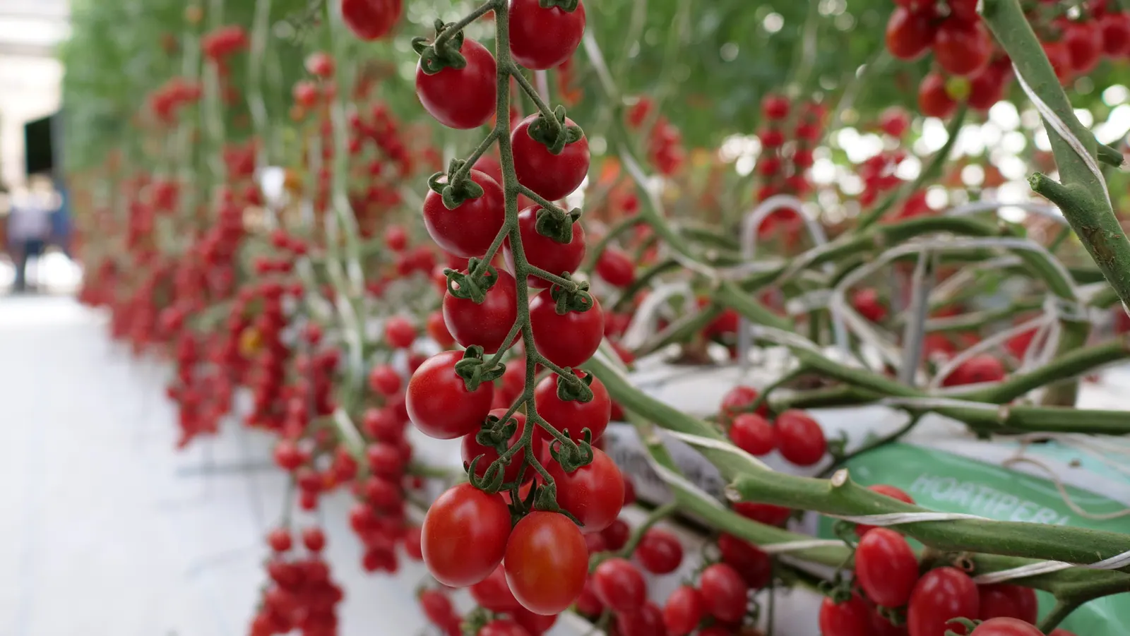 Tomate Grape Teenon, imagen 2