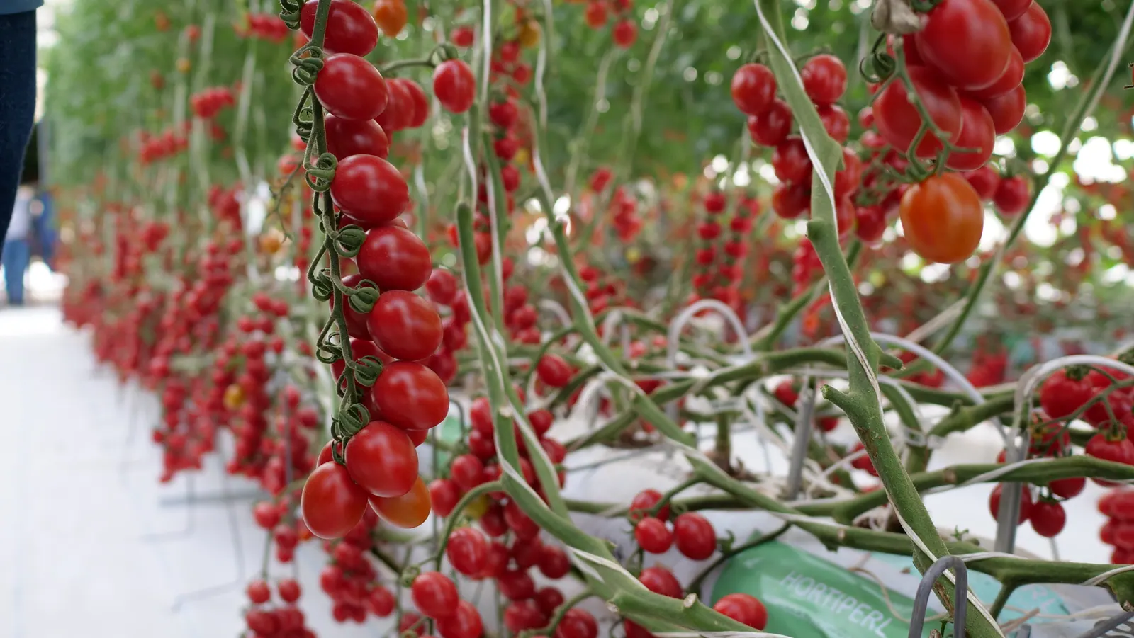 Tomate Grape Teenon, imagen 3