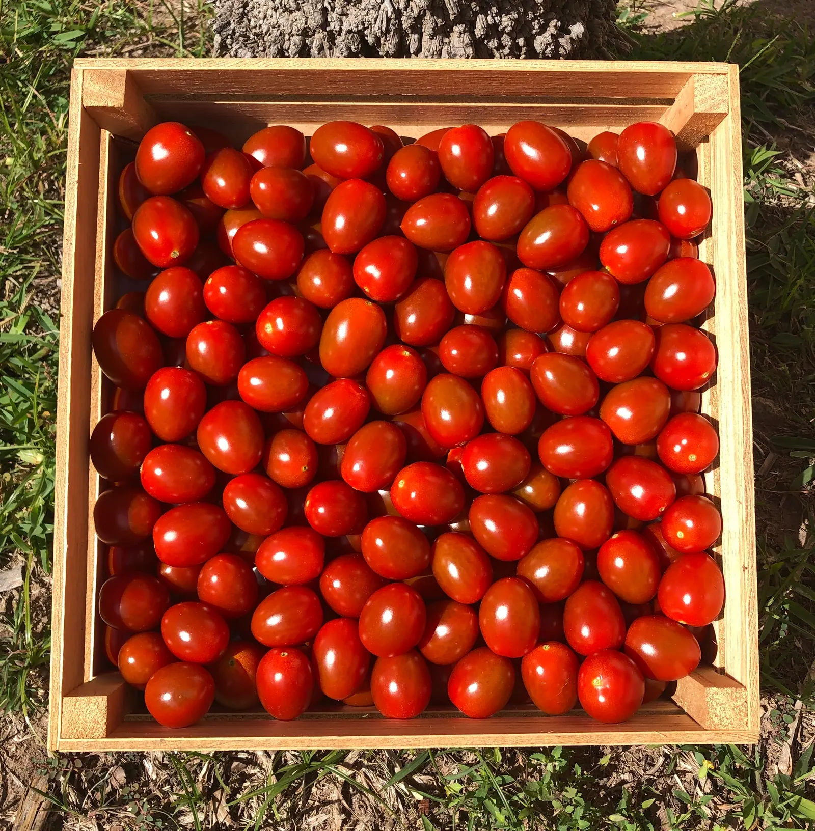 Tomate Grape Teenon, imagen 4