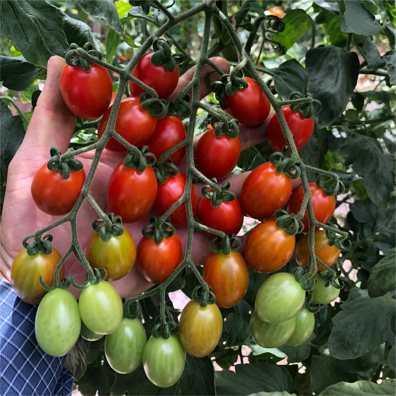 Tomate Grape Teenon, imagen 5