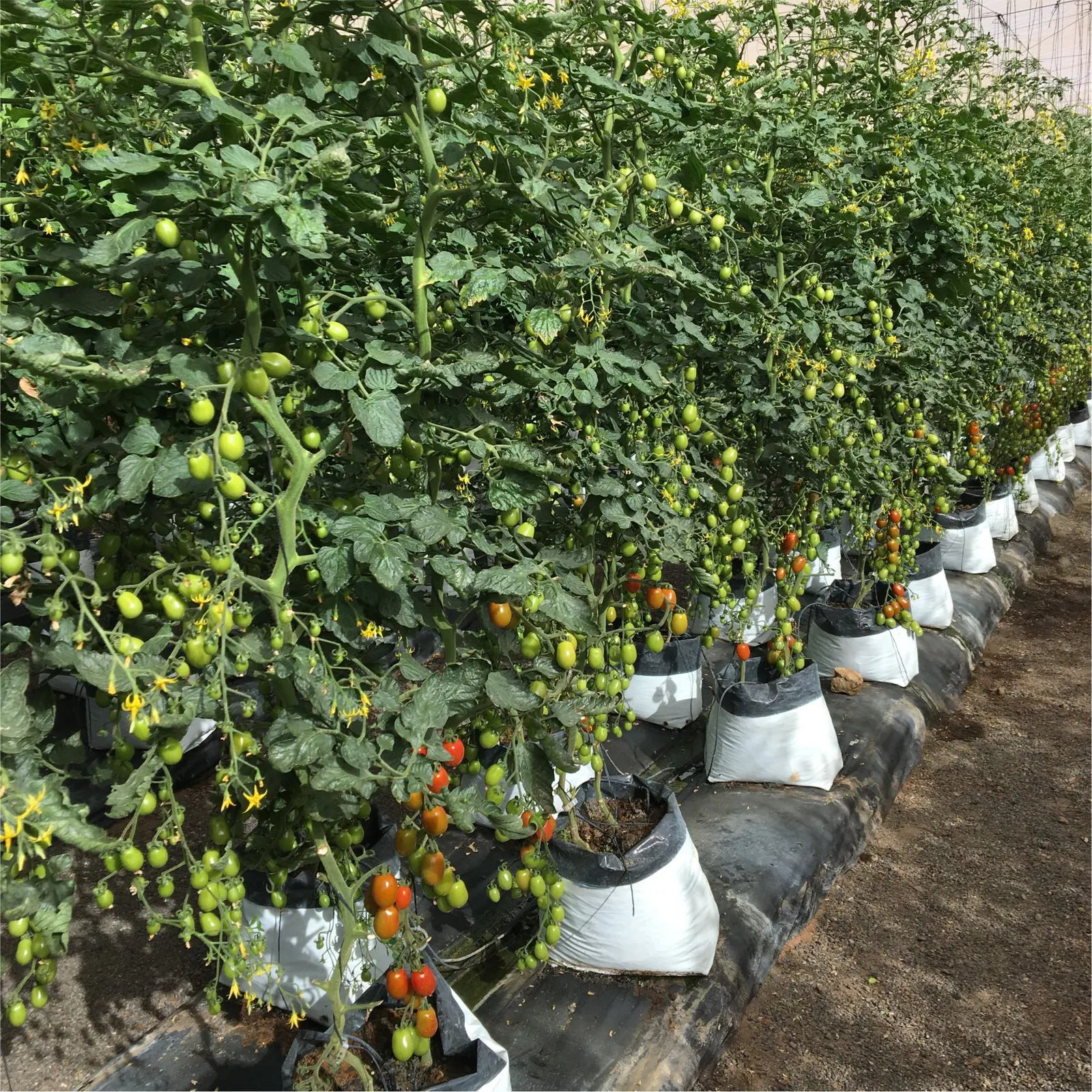 Tomate Grape Teenon, imagen 6