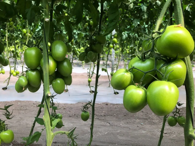 Tomate Indeterminado Teniente