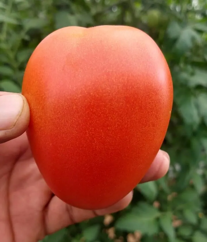 Tomate Indeterminado Teniente, imagen 5