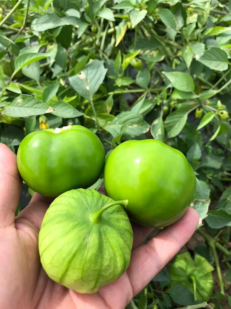 Tomatillo Verde Majestic