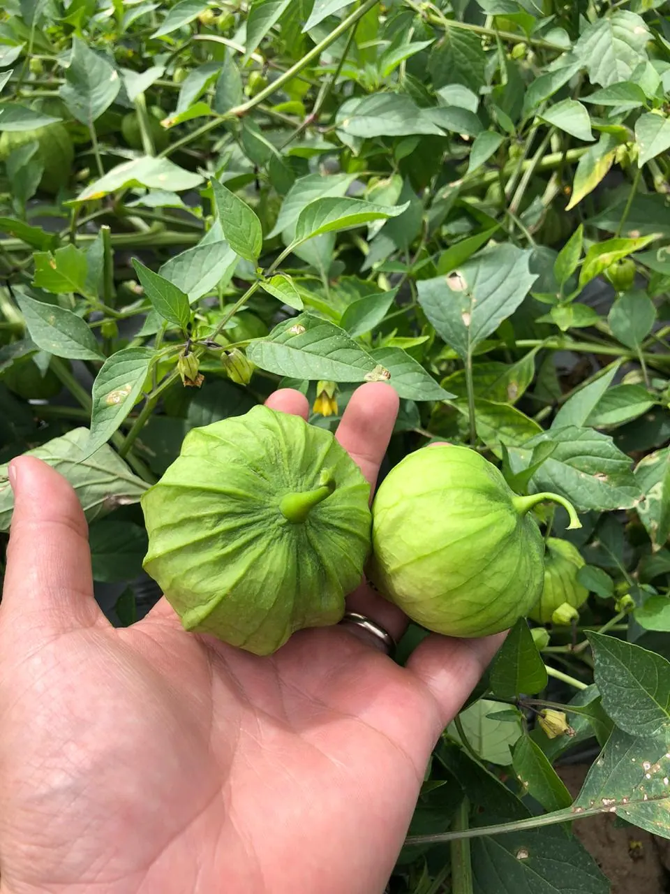 Tomatillo Verde Majestic, imagen 2
